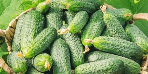 Zelena gnojiva za krastavce: u jesen, proljeće, u stakleniku, na otvorenom tlu, koje je bolje sijati